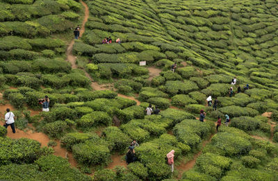 High angle view of people at tea plantation