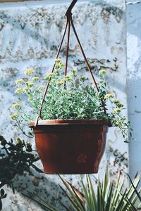 Close-up of potted plant hanging against wall