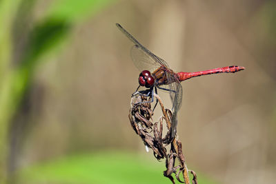 Close-up of dragonfly on plant