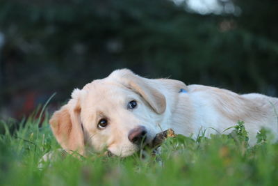 Close-up portrait of dog on grass