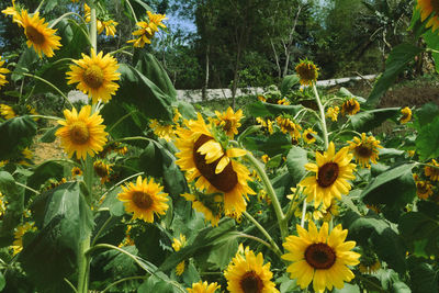 Close-up of yellow flowering plants on field