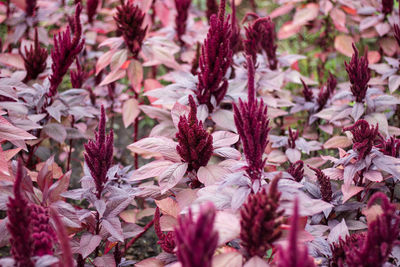 Close-up of purple flowering plant