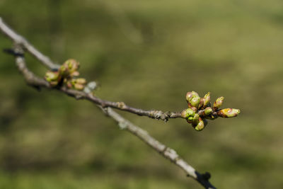 Close-up of flower buds on twig