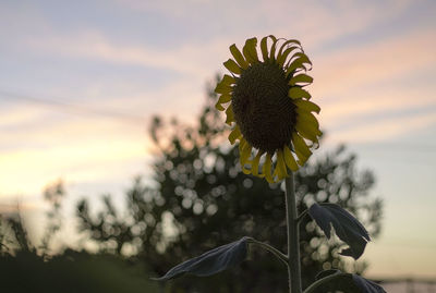 Close-up of sunflower against sky at sunset