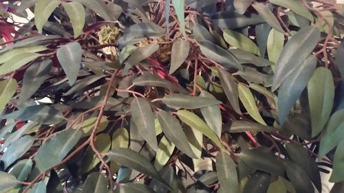 Close-up of leaves