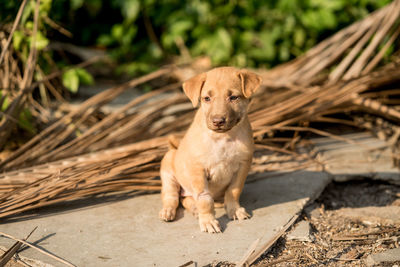 Portrait of dog relaxing outdoors