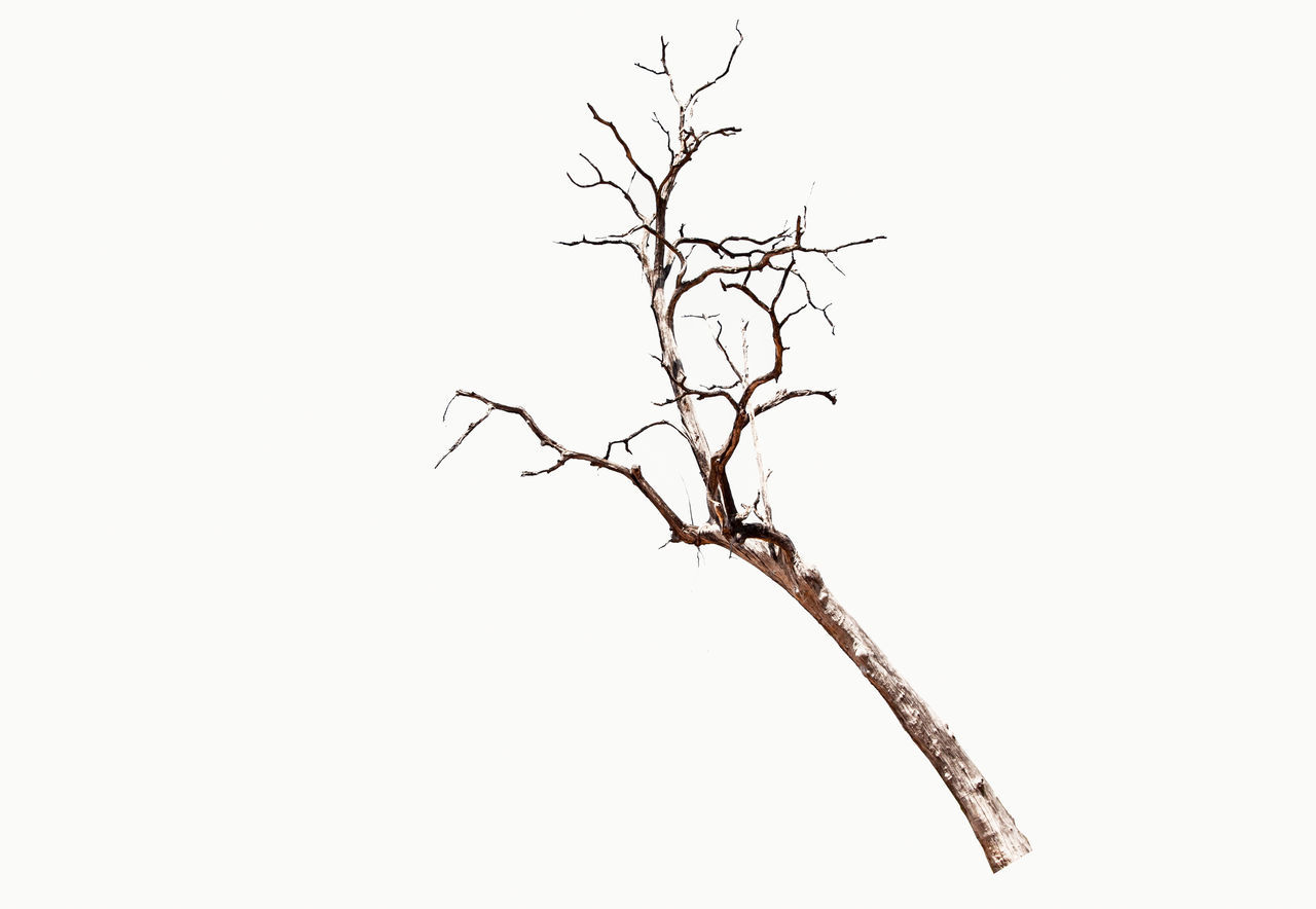 DEAD TREE AGAINST WHITE BACKGROUND
