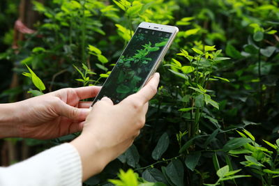 Cropped hands of woman photographing plants with mobile phone in park