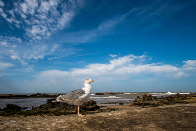 Seagull on beach