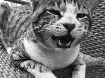Close-up of a cat