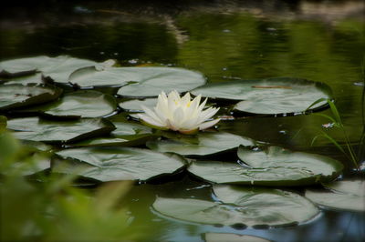 Close-up of lotus water lily in lake