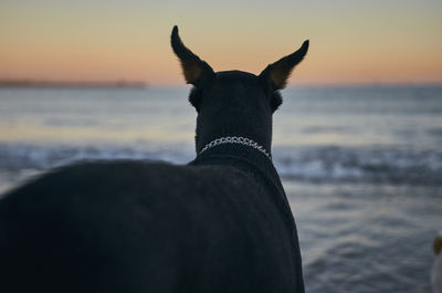 View of a horse on the beach