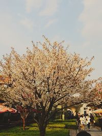 View of flowers against sky