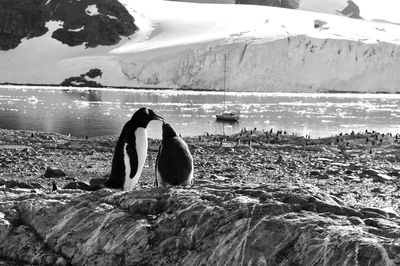 Feeding penguins pair