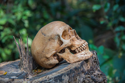 Close-up of animal skull on wood