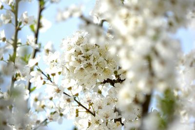 Low angle view of cherry blossoms