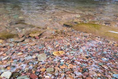 Close-up of crab on pebbles