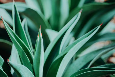 Close-up of plant