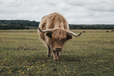 Front view of the highland cattle walking in a field towards the camera, the new forest, dorset, uk.