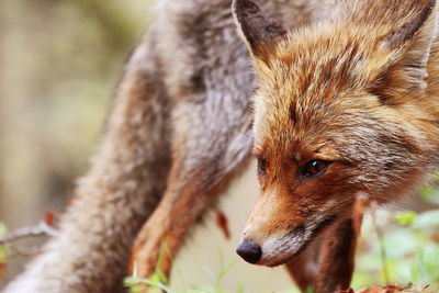 Close-up of dog