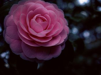 Close-up of pink rose blooming outdoors