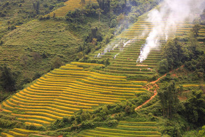 Scenic view of rice field