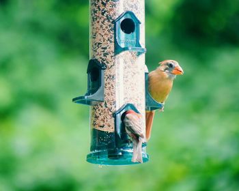 Close-up of bird perching on feeder