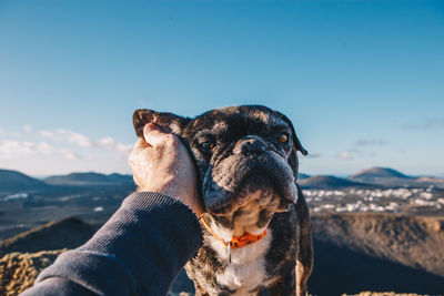 Close-up of dog