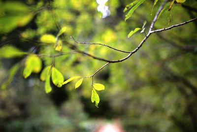 Close-up of leaves on branch