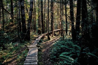 Footpath amidst trees in forest