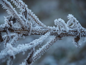 Close-up of frozen plant