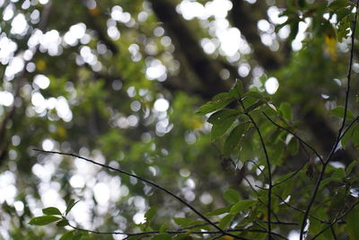 Low angle view of leaves on tree