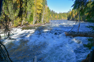 Scenic view of river flowing in forest against clear sky