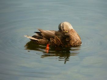 Duck swimming in lake