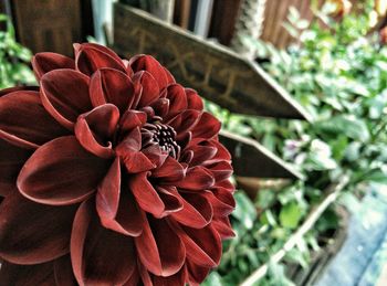 Close-up of red flowers