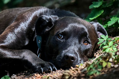 Close-up portrait of dog relaxing on field