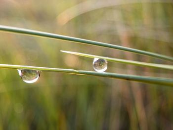 Close-up of water drops on grass