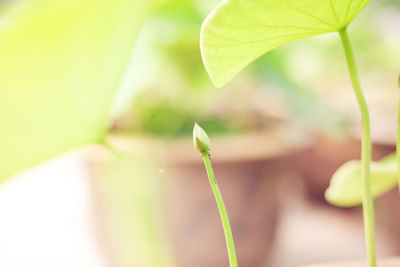 Close-up of leaves