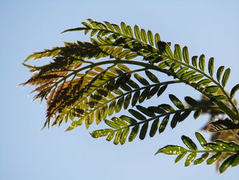 Low angle view of palm tree against clear sky