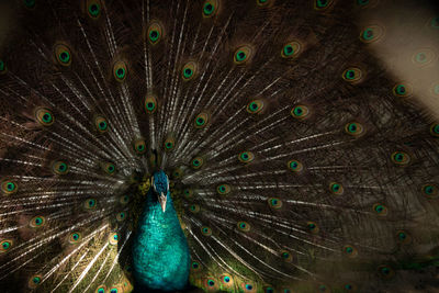 Full frame shot of peacock