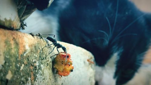 Close-up of insect