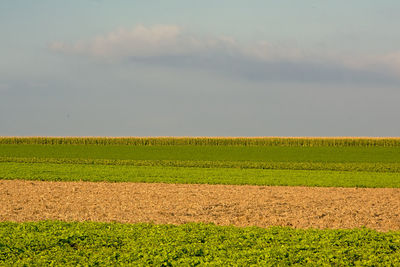 Scenic view of agricultural field against sky