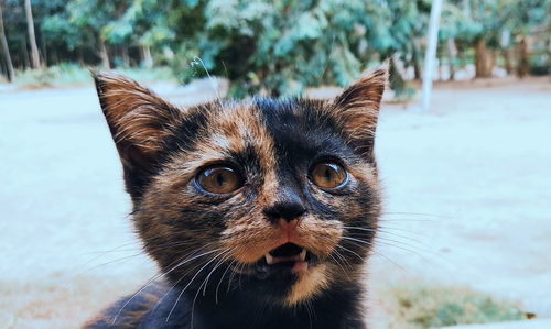 Close-up portrait of a cat