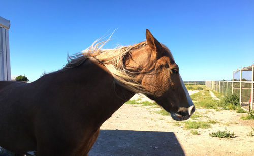 Close-up of horse against clear blue sky