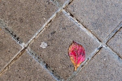 High angle view of autumn leaves on street