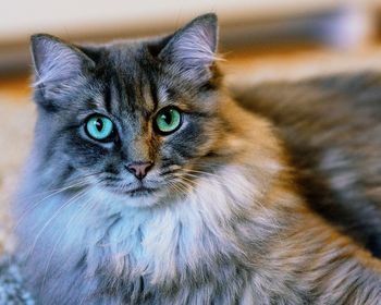 Close-up portrait of a cat