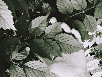 Close-up of leaves