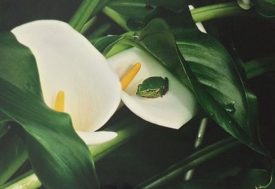 Close-up of ladybug on flower