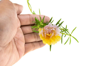 Close-up of hand holding flower bouquet