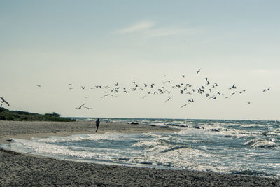 Flock of birds flying over beach